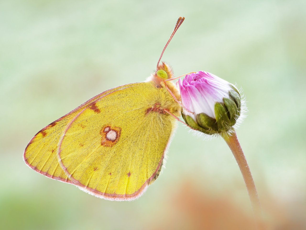 Colias croceus fotografato in luce ambiente