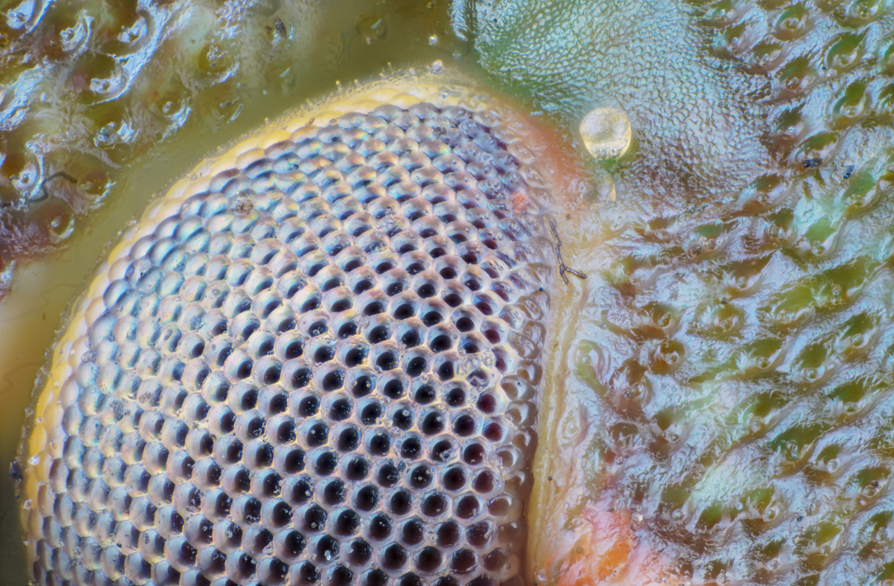 Dettaglio a 23x di Nezara viridula (Linnaeus, 1758) - cimice verde - Sony a6100 - Obiettivo...