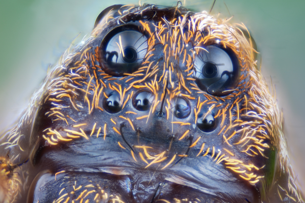 Un ritratto di ragno fotografato con obiettivo da microscopio 10X/0.25 a correzione infinita -...