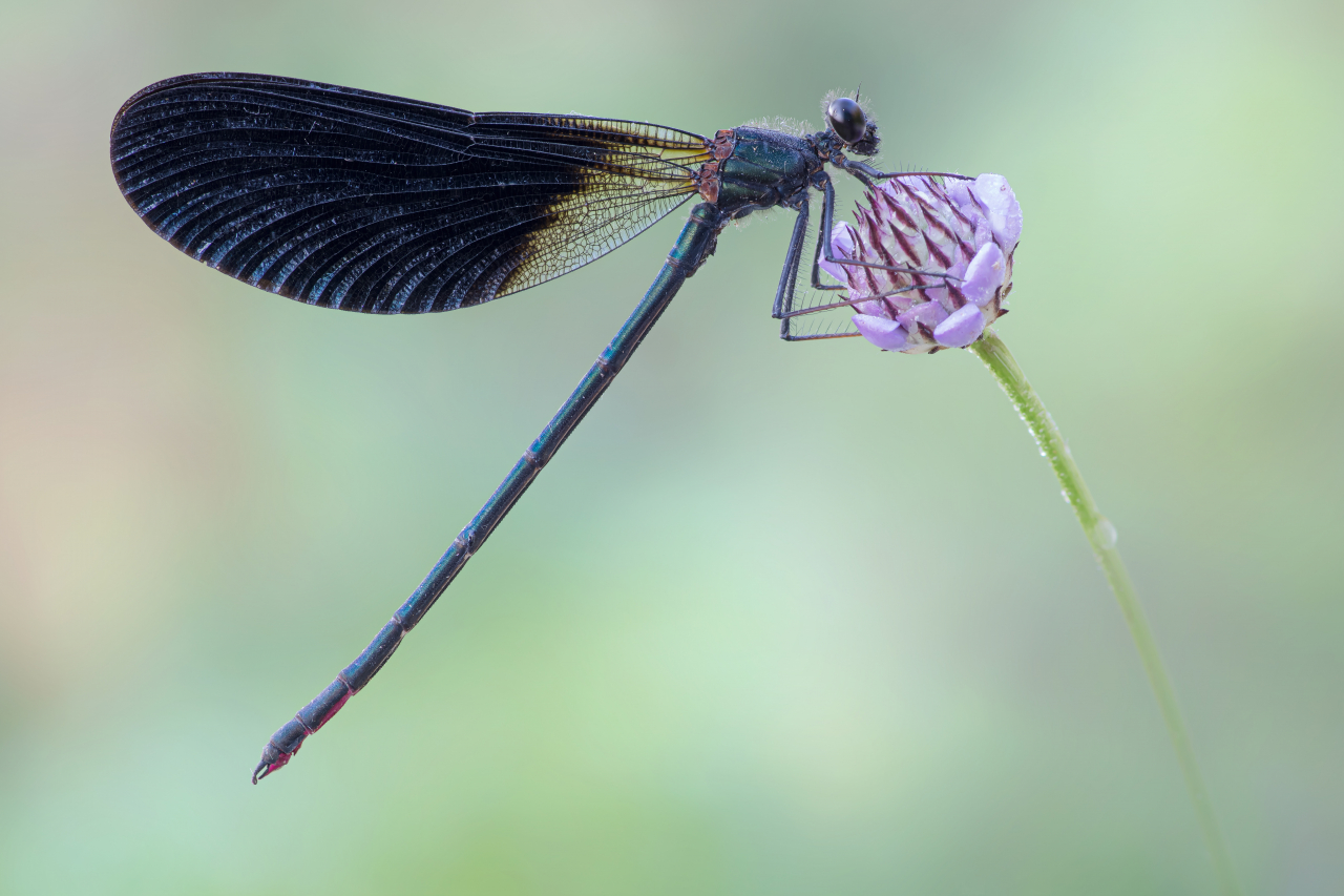 Una Calopteryx haemorrhoidalis (Vander Linden, 1825) fotografata in luce ambiente