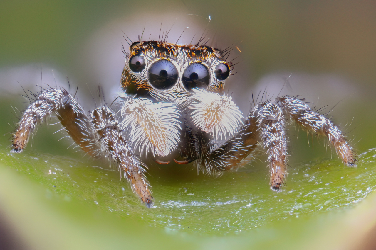 Un ritratto di salticide a 4x - focus stacking 159 scatti - step 0,025mm