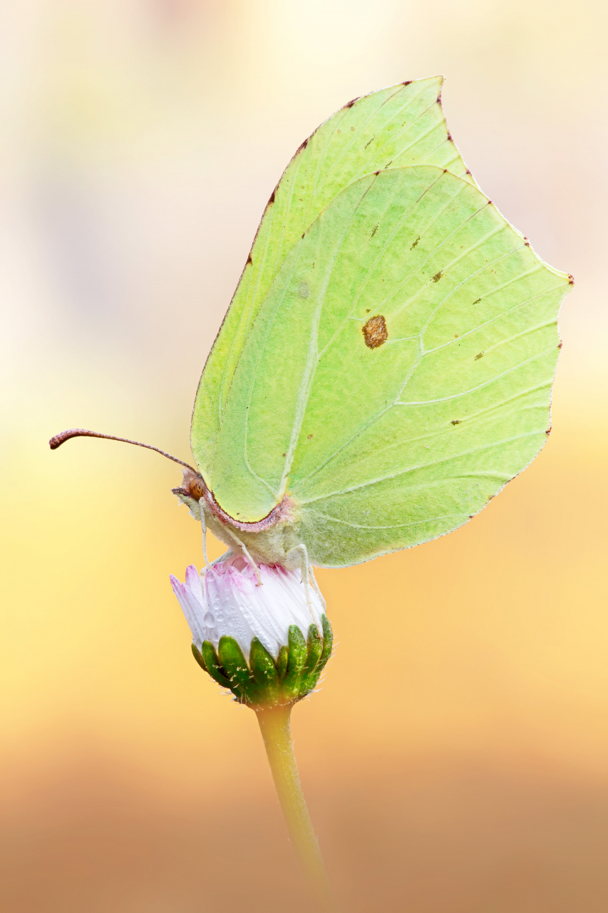 Cedronella fotografata in luce ambiente in leggero controluce.