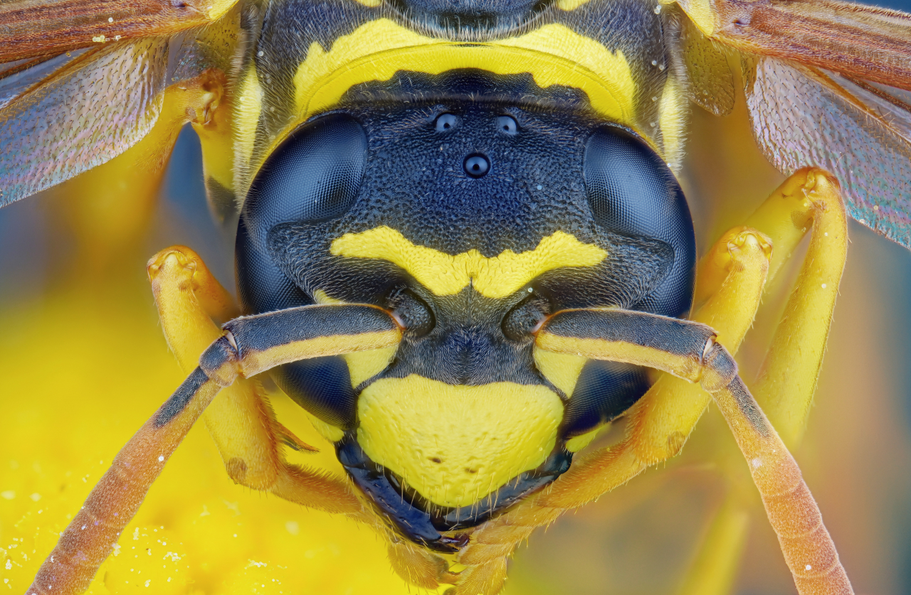 Un insetto della famiglia Vespidae fotografato a 3.5x su slitta motorizzata Wemacro - 225 scatti...