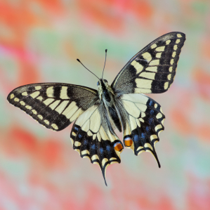 Papilio machaon (Linnaeus, 1758)