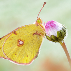 Colias croceus (Geoffroy, 1785)