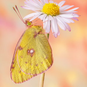 Colias croceus (Geoffroy, 1785)