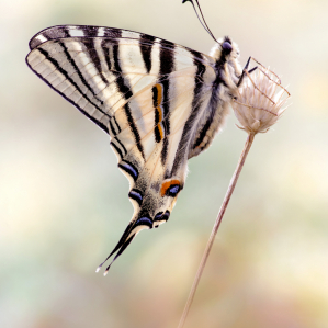 Iphiclides podalirius (Linnaeus, 1758)