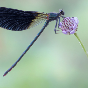 Calopteryx haemorrhoidalis (Vander Linden, 1825)