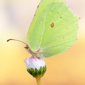 Gonepteryx rhamni (Linnaeus, 1758)