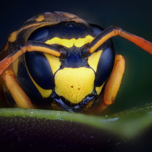 Vespidae - Polystes sp.