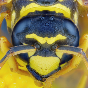 Vespidae - Polystes sp. a 3.5X