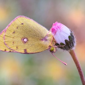 Media 'colias_croceus_9marzo2025.jpg' in category 'Example category'