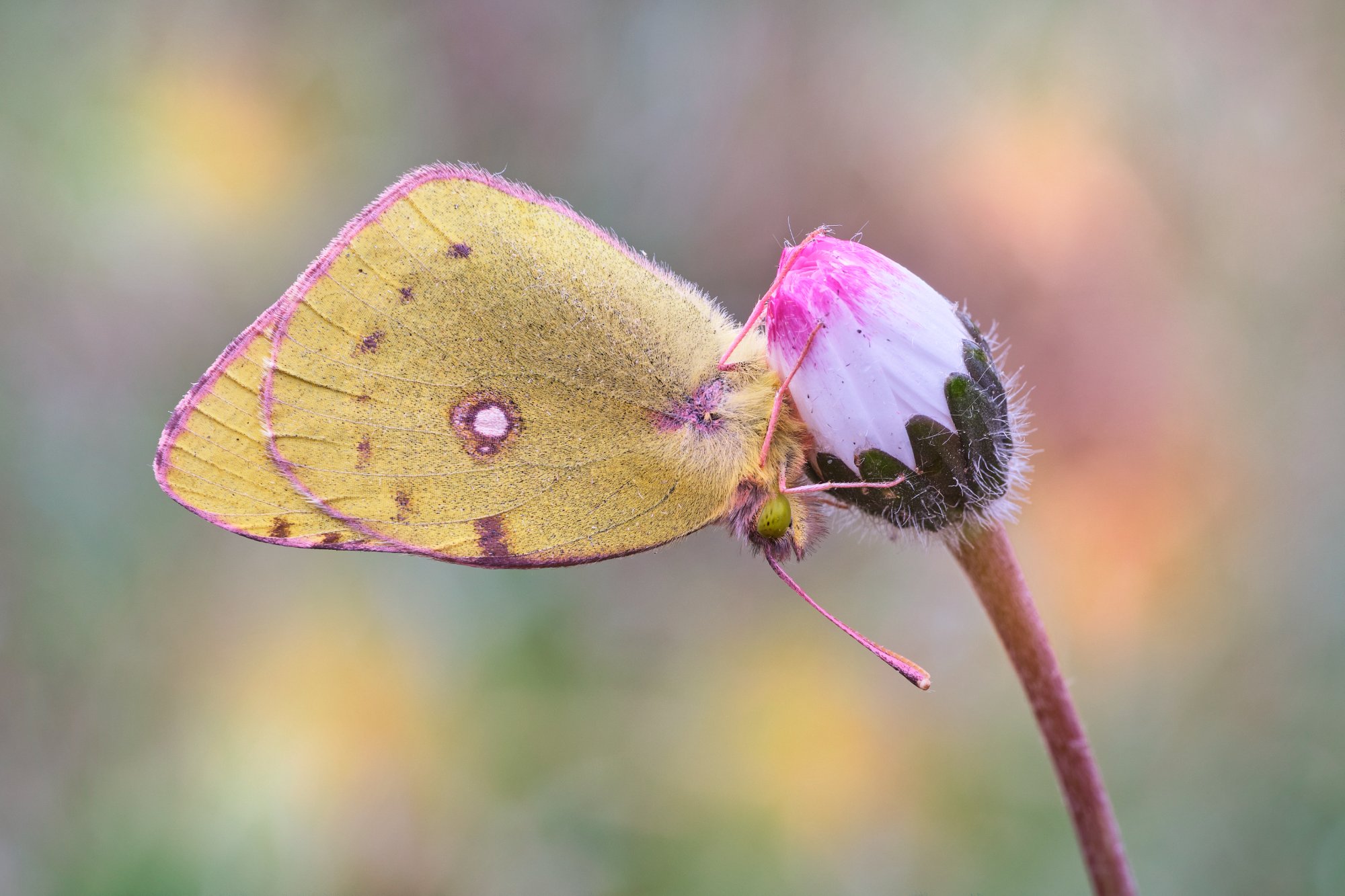 colias_croceus_9marzo2025.jpg